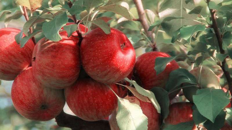 Echoes of Mercy: Tafsir of Surah Ar-Rahman