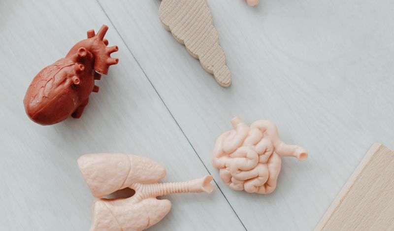 Organ Donation and Transplantation: 1slamic Perspective  (Self – Paced)
