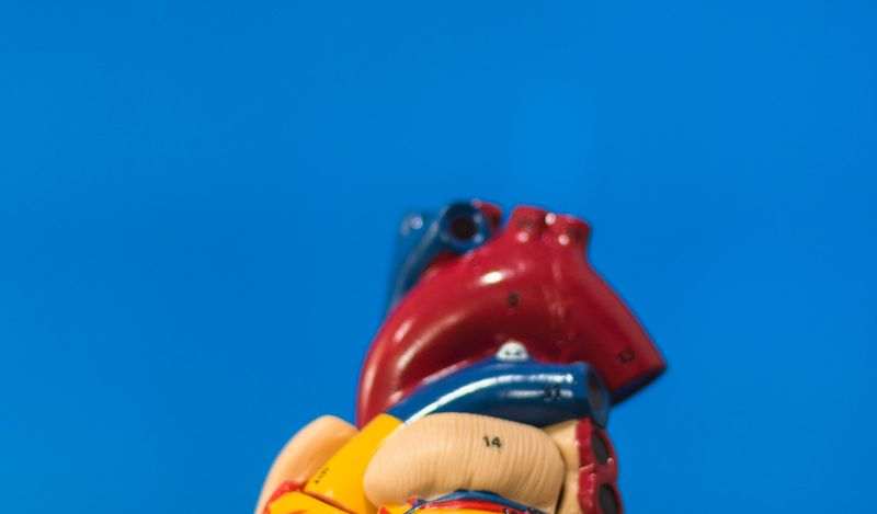 Organ Donation and Transplantation: 1slamic Perspective  (Self – Paced)